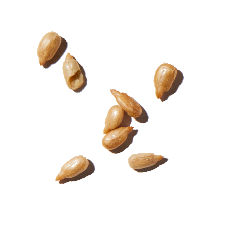 B2B ingredients that future-proof the food and drink we love.